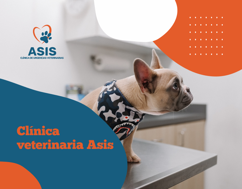 ASIS-Clinica-Veterinaria